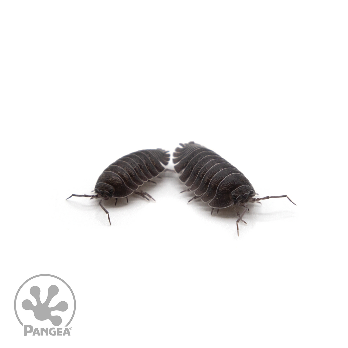 Armadillidium c.f. Frontisotre ‘Croatian Giants’ Isopods 