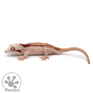 Male Red Striped Gargoyle Gecko Ga-0026
