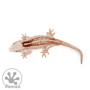 Male Red Striped Gargoyle Gecko Ga-0026