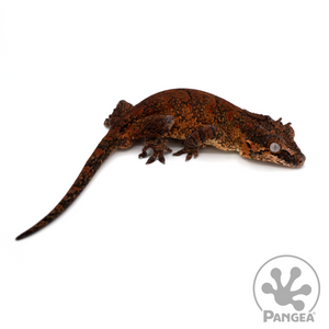 Male Red and Orange Blotch Reticulated Gargoyle Gecko Ga-0029 looking right