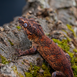 Male Red and Orange Blotch Reticulated Gargoyle Gecko Ga-0029 looking left on cork bark