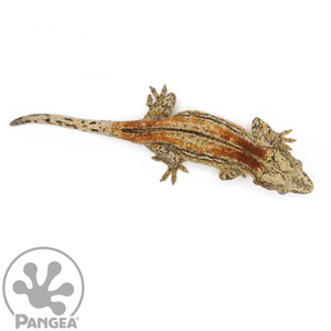 Male Red Striped Gargoyle Gecko Ga-0041 from above