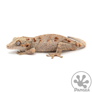 Male Orange Blotch Gargoyle Gecko Ga-0075 looking left