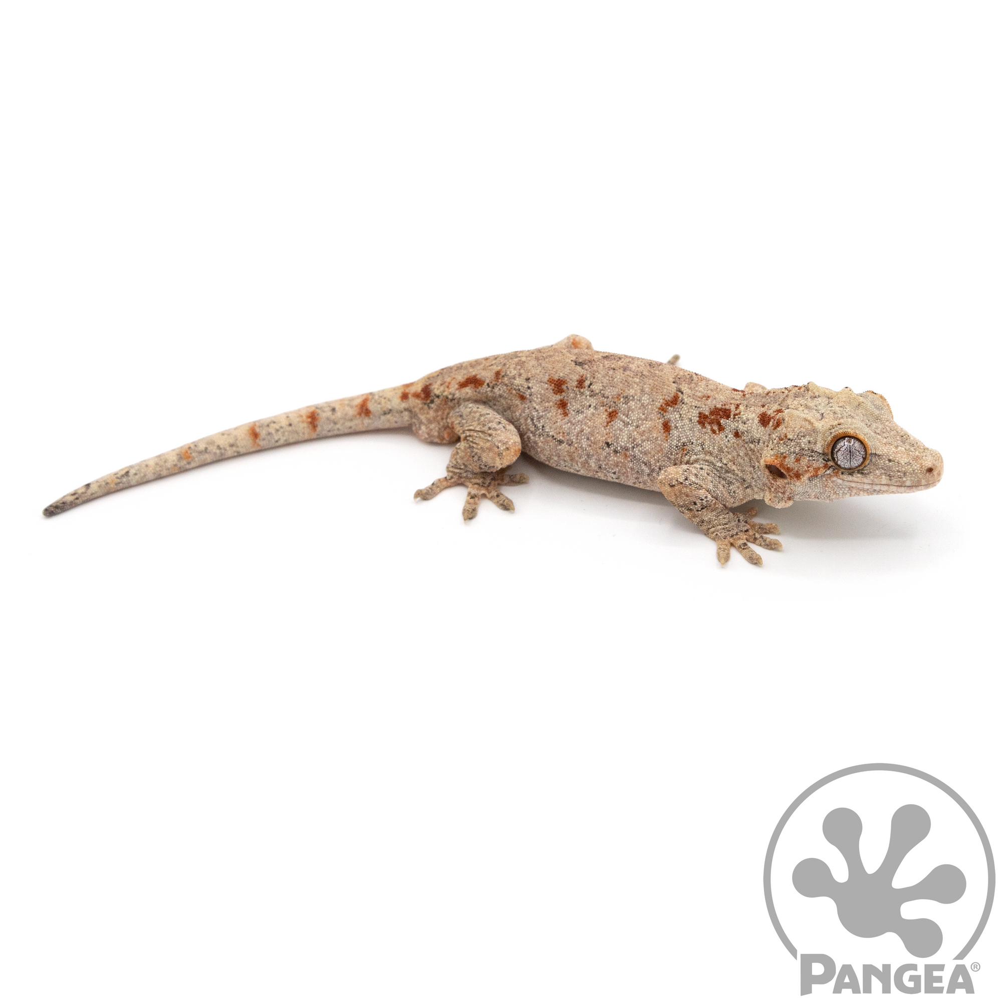 Male Orange Blotch Gargoyle Gecko Ga-0075 looking right