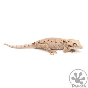 Male Orange Blotch Gargoyle Gecko Ga-0108 looking right