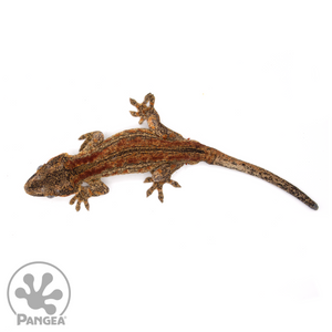 Male Red Striped Gargoyle Gecko Ga-0206 From above