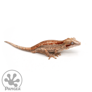 Male Red Strip Gargoyle Gecko Ga-0207 looking right