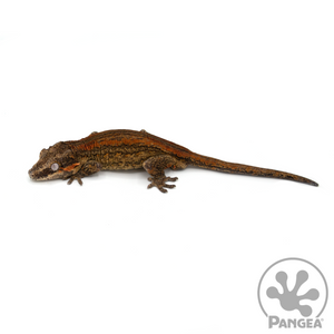 Male Red Stripe Gargoyle Gecko Ga-0209