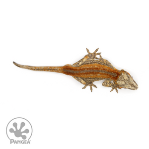 Male Red Striped Gargoyle Gecko Ga-0210 from above