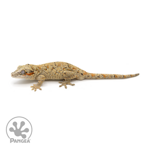 Male Reticulated Gargoyle Gecko Ga-0215 looking left