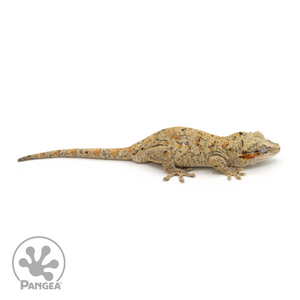 Male Reticulated Gargoyle Gecko Ga-0215 looking right 