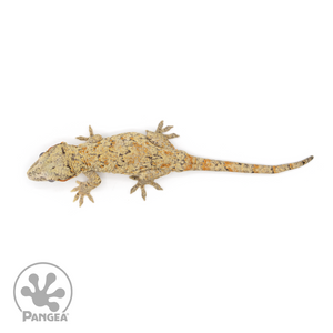 Male Reticulated Gargoyle Gecko Ga-0215 from above