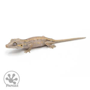 Juvenile Striped Gargoyle Gecko Ga-0216 looking left 