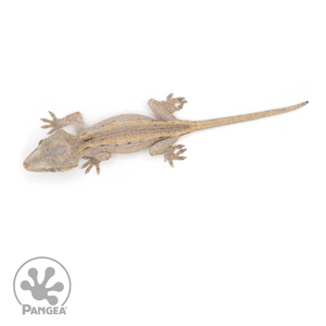 Juvenile Striped Gargoyle Gecko Ga-0216 From abovve