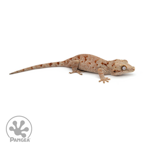 Female Red Blotched Gargoyle Gecko Ga-0218 looking right 