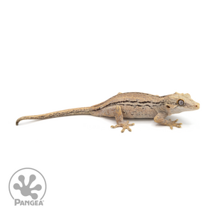 Male Striped Gargoyle Gecko Ga-0219 looking right 