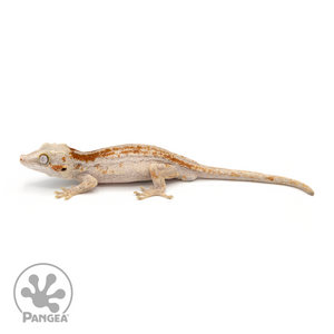 Male Red Striped Gargoyle Gecko Ga-0220 looking left 