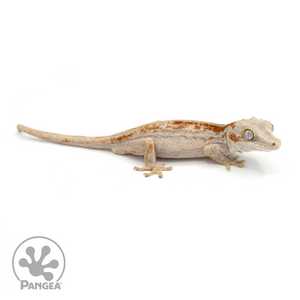 Male Red Striped Gargoyle Gecko Ga-0220 looking right 