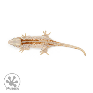 Male Red Striped Gargoyle Gecko Ga-0220 from above