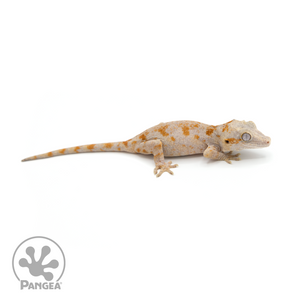 Female Orange Blotched Gargoyle Gecko Ga-0221 looking right