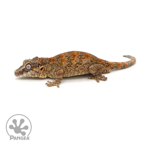 Male Reticulated Gargoyle Gecko Ga-0225 looking left