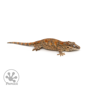 Male Reticulated Gargoyle Gecko Ga-0225 looking right 