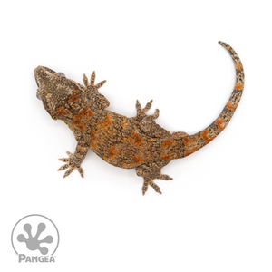 Male Reticulated Gargoyle Gecko Ga-0225 from above