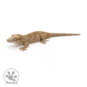 Male Reticulated Gargoyle Gecko Ga-0227 looking left 