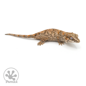 Male Reticulated Gargoyle Gecko Ga-0228 looking right