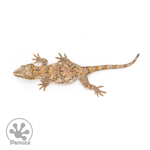 Male Reticulated Gargoyle Gecko Ga-0228 from above