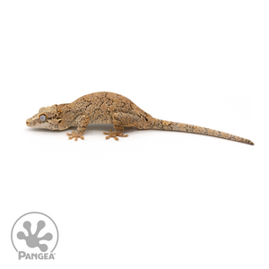 Male Reticulated Gargoyle Gecko Ga-0229 looking left 