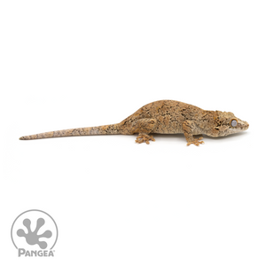 Male Reticulated Gargoyle Gecko Ga-0229 looking right