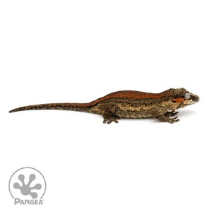 Female Red Striped Gargoyle Gecko Ga-0236 looking right
