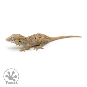 Juvenile Gargoyle Gecko Ga-0237 looking left 
