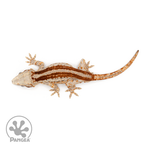 Male Red Striped Gargoyle Gecko Ga-0238 from above