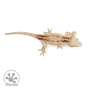 Male Red Striped Gargoyle Gecko Ga-0241 from above 