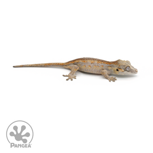 Juvenile Red Stripe Gargoyle Gecko Ga-0247