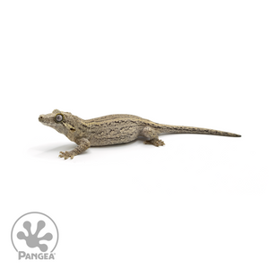 Female Striped Gargoyle Gecko Ga-0249