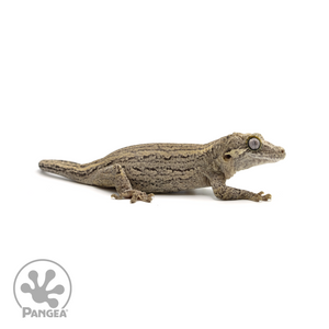 Female Striped Gargoyle Gecko Ga-0249