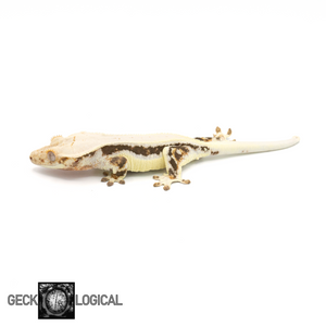 Female Lilly White x Betty White/Cold Fusion Crested Gecko GL-0213 looking left