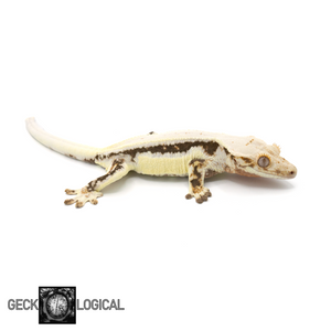 Female Lilly White x Betty White/Cold Fusion Crested Gecko GL-0213 looking right