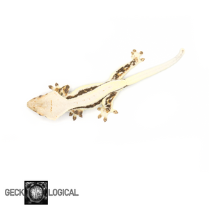 Female Lilly White x Betty White/Cold Fusion Crested Gecko GL-0213 from above