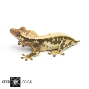 Female Mr. Freeze x Cold Fusion Morph Crested Gecko GL-0214 looking left 