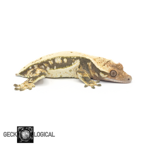 Female Mr. Freeze x Cold Fusion Morph Crested Gecko GL-0214 looking right fired down 