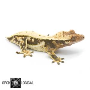 Female Mr. Freeze x Cold Fusion Morph Crested Gecko GL-0214 looking right 