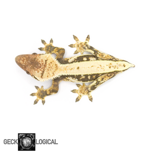 Female Mr. Freeze x Cold Fusion Morph Crested Gecko GL-0214 from above