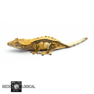 Female Tricolor Pinstripe Crested Gecko GL-0215 looking left 