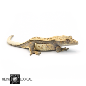 Female Tricolor Pinstripe Crested Gecko GL-0215 Looking right fired down 