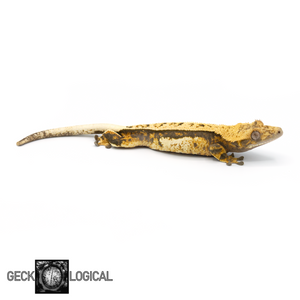 Female Tricolor Pinstripe Crested Gecko GL-0215 Looking right