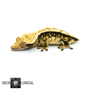 Female Cold Fusion Crested Gecko GL-0217 looking left 